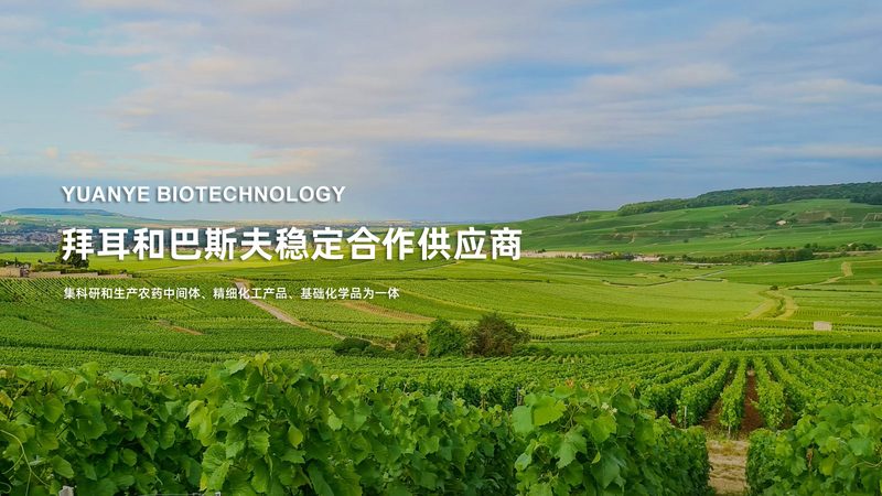 揭秘创新药CDMO工艺开发流程：关键步骤与要点解析