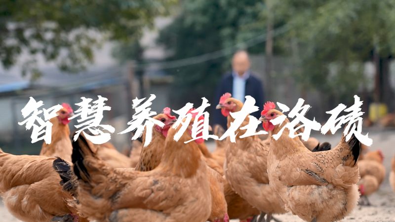揭秘CRO优化服务：专业背后的考量因素